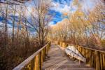 golden hour view in autumn of the collingwood waterside boardwalks.