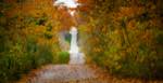 autumn view of a country road located in Grey County, with a colorful gradient of leaves from Green to Yellow and Red.