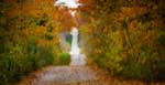 autumn view of a country road located in Grey County, with a colorful gradient of leaves from Green to Yellow and Red.