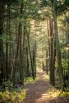 trail view in Muskoka of a particularly well illuminated segment of trail in Muskoka ontario region, late summer view.